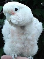 Baby, a goffin's cockatoo