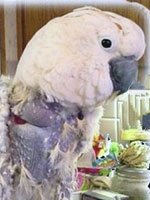 Buddah, a moluccan cockatoo