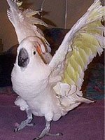 Magoo, a umbrella × moluccan cockatoo