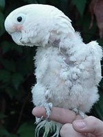 Missy, a cockatoo