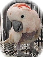 Popo, a cockatoo